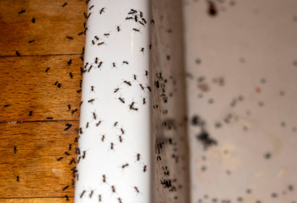 Best Wildlife Control Services  in Candler Mcafee, GA