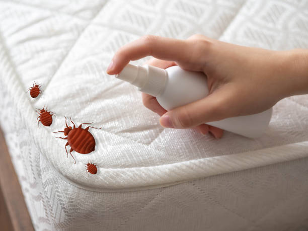 Best Local Pest Control Services  in Candler Mcafee, GA